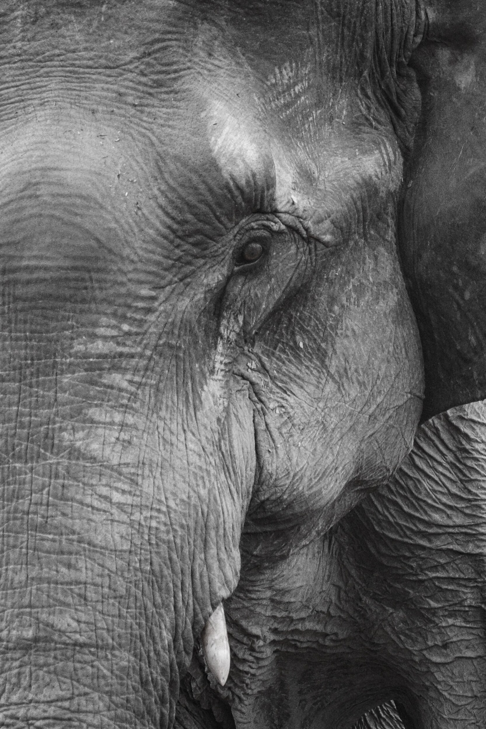 ToF Behang zwart-wit kop olifant met nadruk oog | ToF behang aan je muur